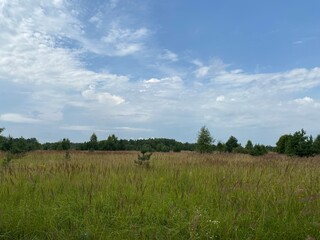 Rural landscape with green meadow and forest trees on horizon under cloudy sky. Summer nature scenic background. Russia