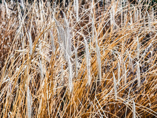 Ripe Rye Ears in Golden Field – High-Resolution Agricultural Background with Mature Cereal Crop,...