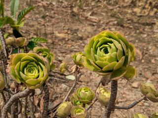 Rose Crassulaceae (succulent Aeonium arboreum) along the path