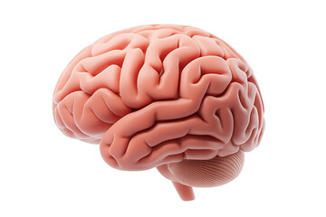 3D Brain PNG – Realistic Human Brain on Transparent Background