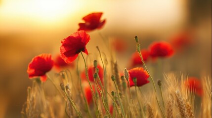 Obraz premium Sunset-drenched meadow with crimson flowers. Suitable for romantic novel covers, perfume advertising, or sensory therapy visuals with warm palette.