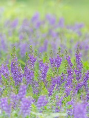 Fototapeta premium 夏の公園や花壇を彩るアンゲロニアのある風景。背景。自然風景素材。