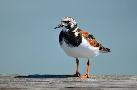 ruddy turnstone bird at the ocean surf