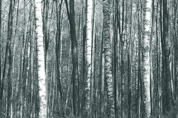 Obraz premium black-and-white photo with white birches