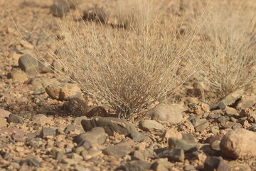Dried desert plant in morocco