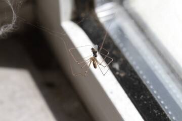 spider web in dark in nature in close up garden Pholcidae A close-up image of a spider from the...