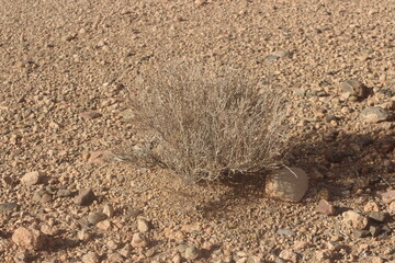Dried desert plant in morocco