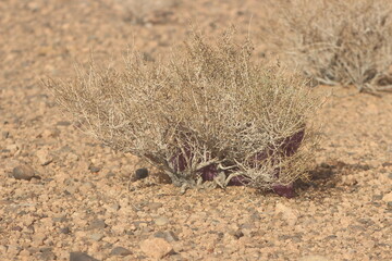 Dried desert plant in morocco