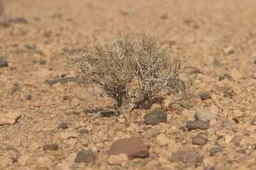 Dried desert plant in morocco