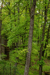 A mossy staircase leads through dense green forest, surrounded by tall trees, undergrowth, and natural textures after rain.