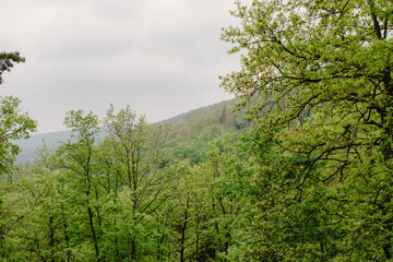 Obraz premium Wide view of a vibrant green forest in early spring, covering gentle hills with a backdrop of an overcast, cloudy sky