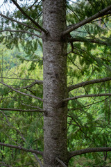 Obraz premium A centered view of a pine tree trunk with evenly spaced branches and dense green forest foliage in the background.