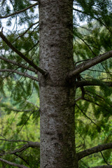 A tall pine tree stands in the center with symmetrical branches and textured bark, surrounded by dense green forest foliage.