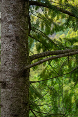 Close-up of a fir tree trunk and extended branches with soft pine needles, set against a lush...