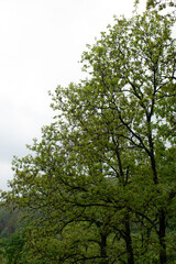 Wide view of oak tree crowns with fresh spring leaves reaching into a bright, overcast sky above a...