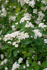 Clusters of small white spirea flowers bloom against a lush green background. A vibrant sign of spring, the delicate petals and fresh foliage convey natural beauty and seasonal renewal.