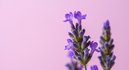Fototapeta premium Close up of two purple lavender flower stems against a soft pink background