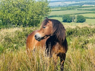 horse and foal
