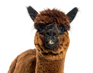 Close-up of an alpaca