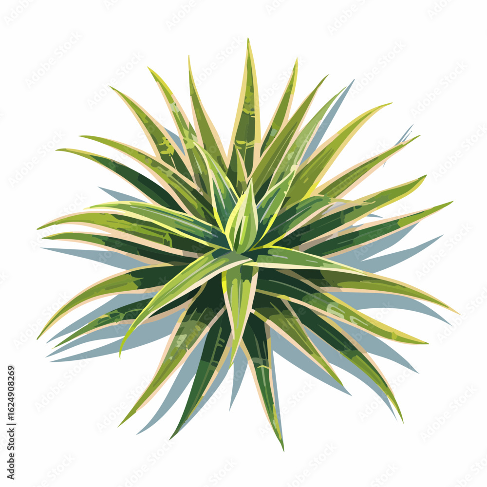 Poster top view illustration of a variegated pandanus plant with sharp green and yellow leaves and subtle s