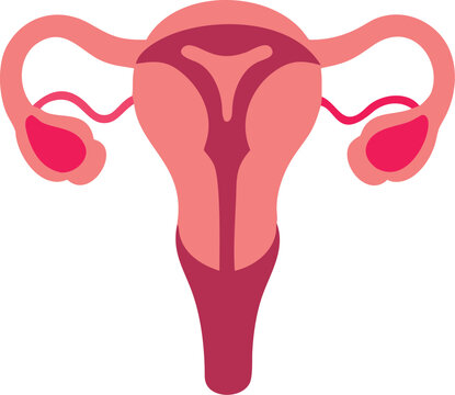 pink female reproductive system anatomy clip art preview