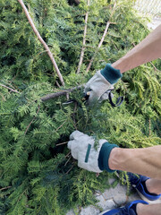 Gardener's hands in the protective gloves trimming yew with pruning shears. , Trimming yew Taxus...