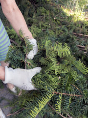 A gardener's hand in protective gloves collects trimmed branches of the yew tree Taxus baccata in a...
