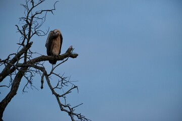 African vulture sitting on a branch picking its feathers