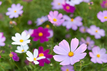 カラフルなコスモス畑