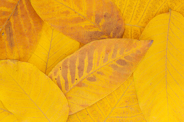 natural autumnal background: close up of heap of yellow leaves