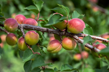 apricots on a branch. fruits of the apricot tree on a branch with leaves in an orchard.