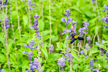 a vivid carpenter bee feeding nectar from small purple delphinium flower in wild garden field