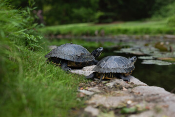 Natural scene of two turtles resting on a grassy edge near tranquil pond with lily pads. One turtle looks warily, expecting danger
