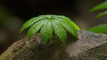 A Single Green Leaf on a Rock in a Forest