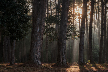 Obraz premium evening golden sun rays shining behind many brown tree trunks in wood