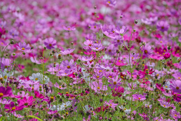 Naklejka premium colorful pink and white cosmos flower garden field in sunshine