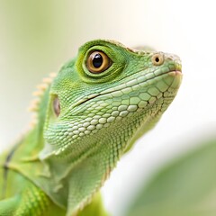Fototapeta premium Small Green Iguana Closeup