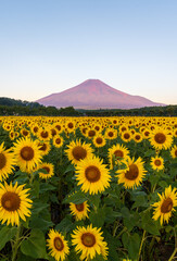 山中湖村花の都公園ひまわり畑から夜明けの赤富士