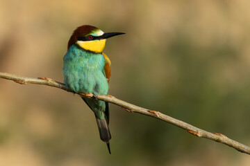 einzelner Bienenfresser auf einem Ast