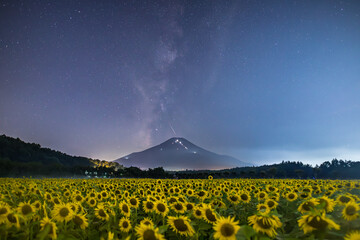 山中湖村花の都公園ヒマワリ畑から富士山に昇る天の川