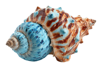 Colorful sea shells display coastal shoreline nature bright environment view isolated on transparent background