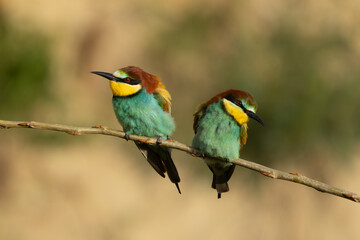 zwei Bienenfresser auf einem Ast, voneinander abgewendet