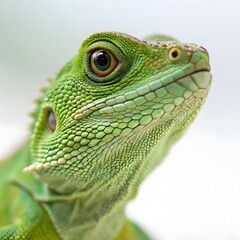 Fototapeta premium Small Green Iguana Closeup