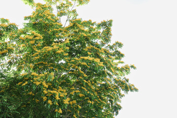 Fototapeta premium Yellow flowers of Pterocarpus macrocarpus or padauk flowers bloom all over the tree in summer, against the beautiful sky.