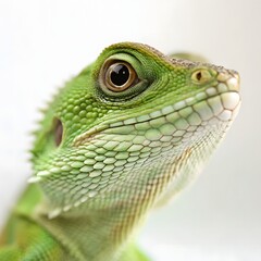 Fototapeta premium Small Green Iguana Closeup
