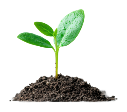 Nurturing growth plant sprouting from soil nature scene view fresh beginning isolated on transparent background