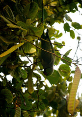 Tropical Wildlife: Parrot in Indian Jungle