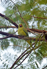 Tropical Wildlife: Parrot in Indian Jungle