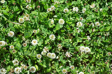 White clover field, or ladino clover (Trifolium repens) top view
