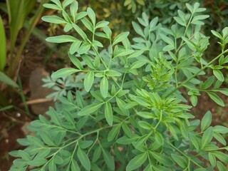 common rue herb ornamental plant	
